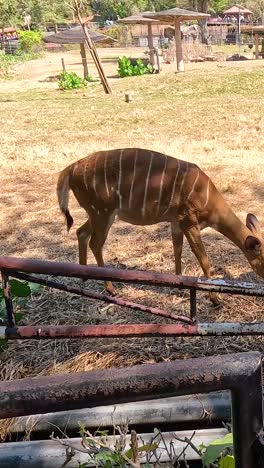 nyalas peacefully grazing in a natural habitat