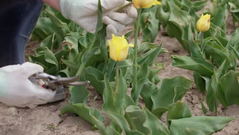 hands in garden gloves cutting tulip flower stems with pruning shears in plantation