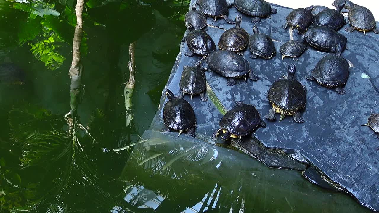 Madrid, Spain. Turtles at the station Atocha