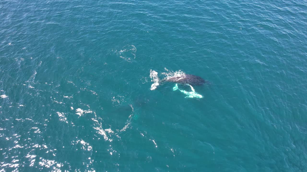Humpback Whale Mother And Calf In The Ocean - Drone Shot