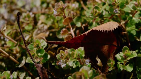 Nahaufnahme-Einer-Grünen-Pflanze-Mit-Kleinen-Hellvioletten-Blüten-Und-Einem-Großen-Braunen-Blatt,-Das-Auf-Den-Zweigen-Liegt