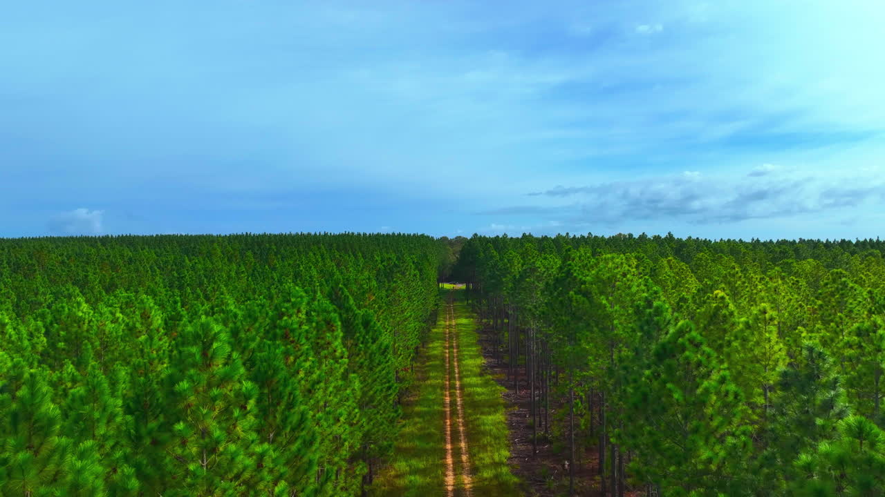 pacífico hipnotizante aéreo sigue el camino despejando a través de la plantación de pinos verde brillante extendiéndose a través del horizonte de queensland