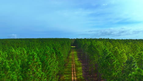 Peaceful-mesmerising-aerial-follows-path-clearing-through-bright-green-pine-tree-plantation-spreading-across-the-Queensland-horizon