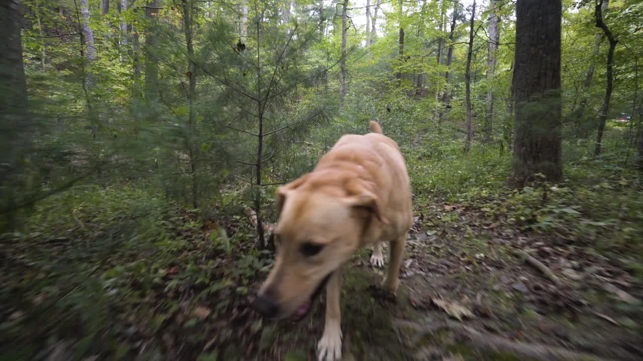 Dog Running Through Forest