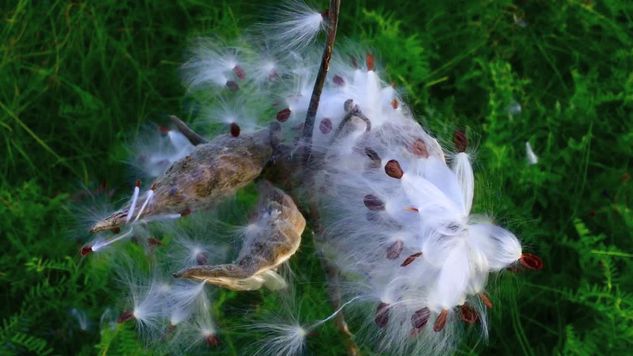 A close up of an exploded milkweed seed pod reveals it's beauty in the wind