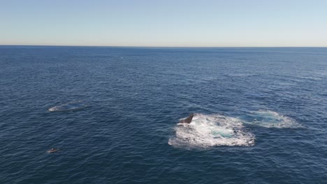 aerial drone view of a humpback whale tail slapping the sparkling blue ocean on a bright sunny day
