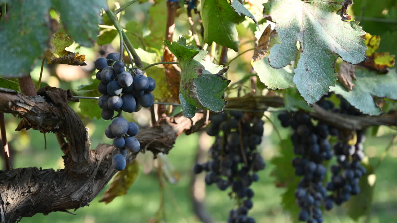 Black grapes on a vineyard in Moldova