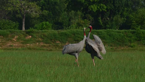 eastern sarus crane, antigone antigone sharpii