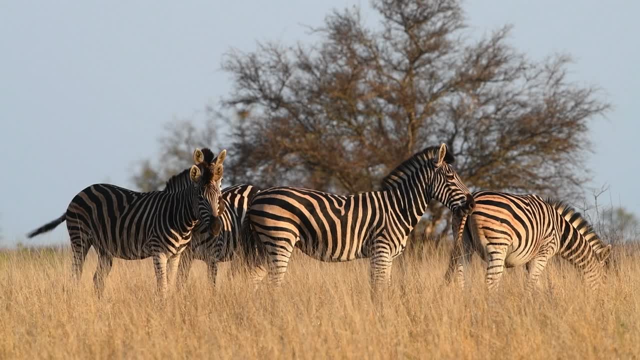 Wide shot of four Plains zebras standing close together in the dry, yellow grass in Kruger National Park