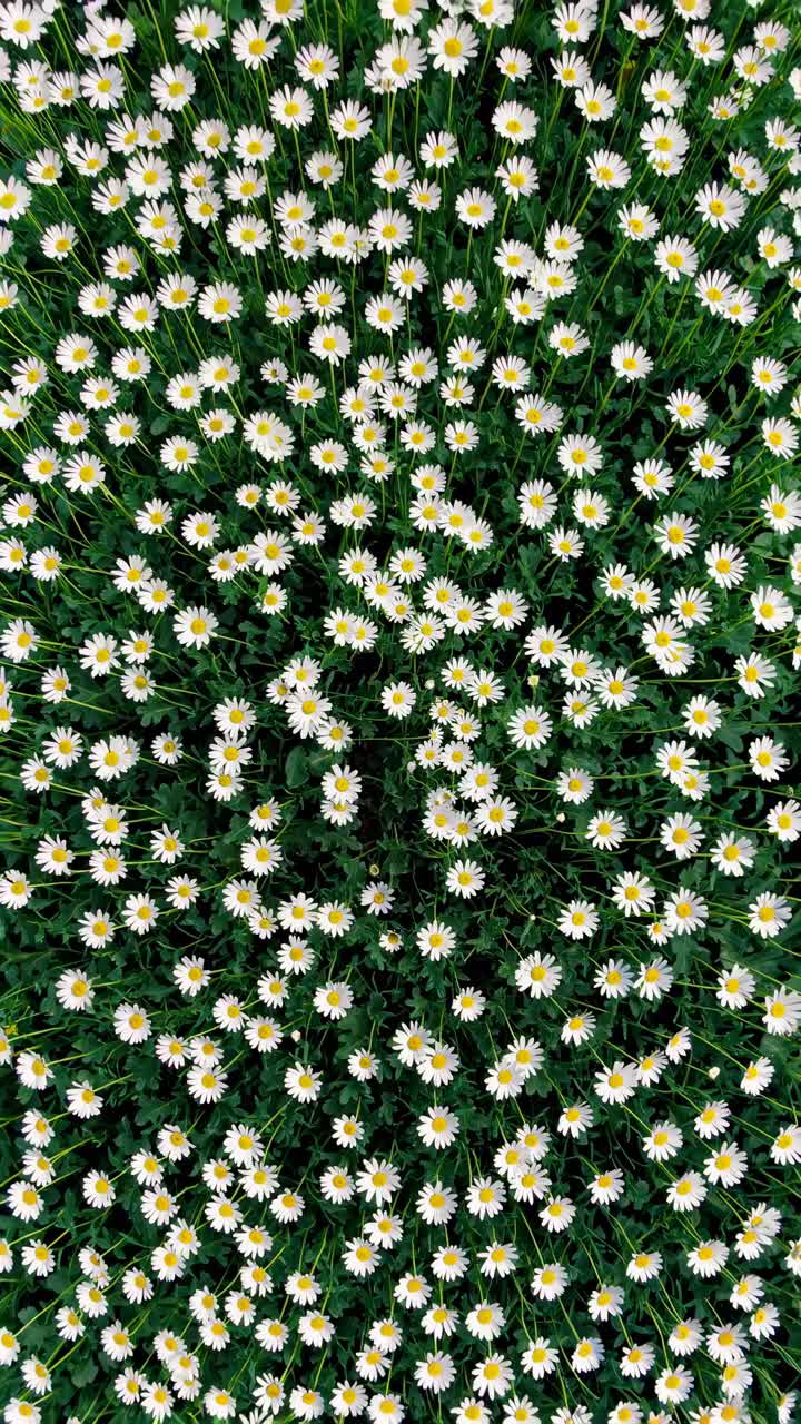 Top-down video shot of a dense field of daisies, showcasing a vibrant, natural pattern