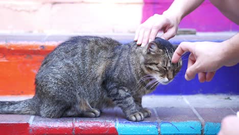 woman petting a grey tabby cat on colorful steps