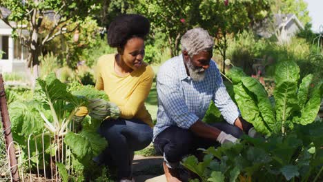 Pareja-Afroamericana-Haciendo-Jardinería-En-Un-Jardín-Soleado-Arrodillándose-Y-Cuidando-Las-Plantas