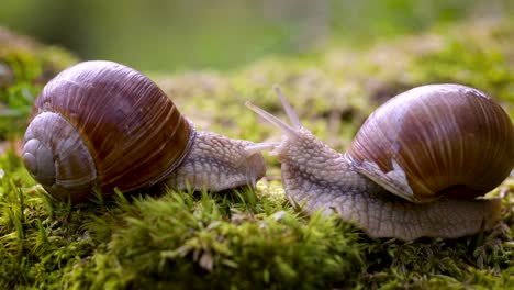 helix pomatia also roman snail, burgundy snail