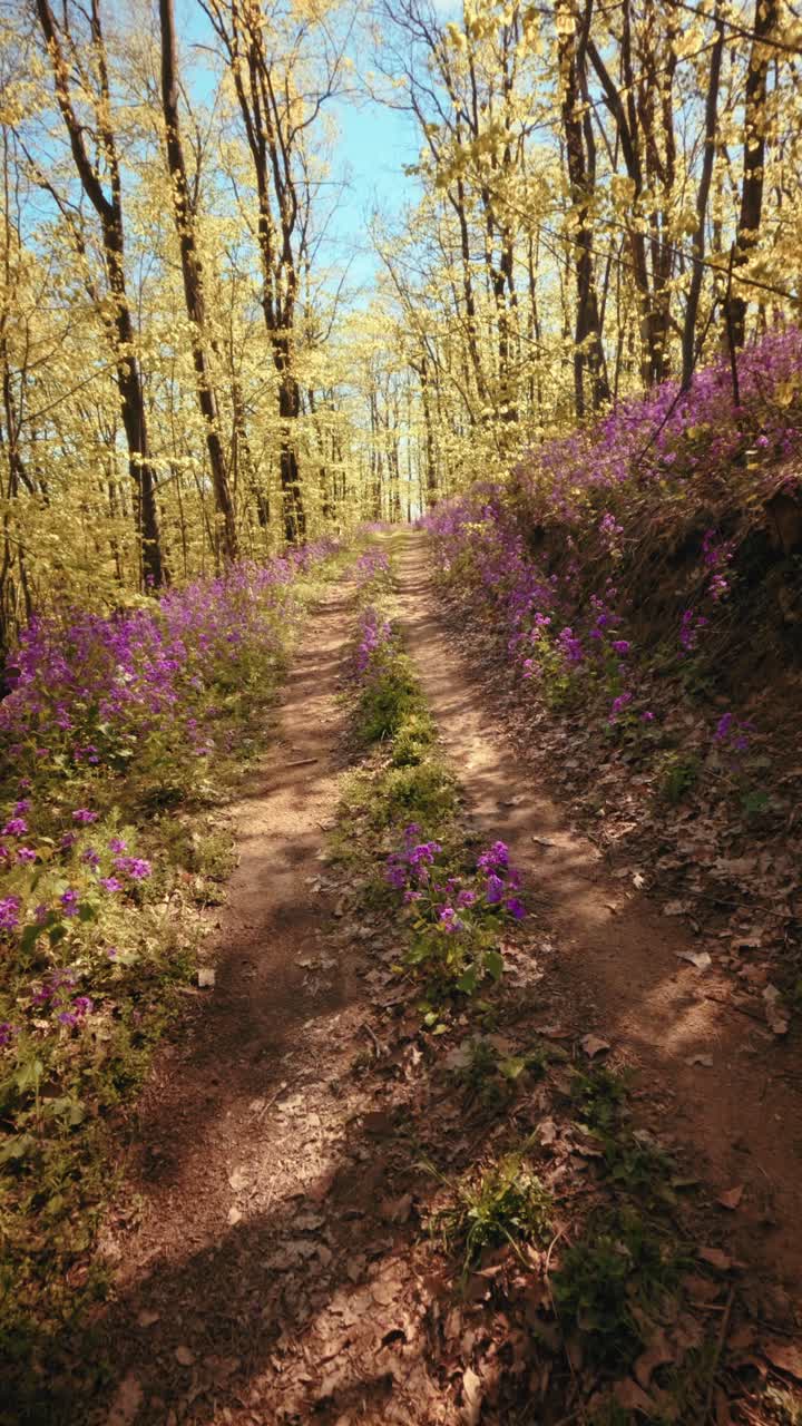 A calm, slow motion vertical POV of walking through a beautiful spring forest. Dirt trail lined with vibrant purple flowers under a sunny canopy. Conceptual b-roll of mindfulness in nature. 4k
