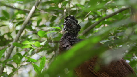 single female great curassow preening herself on forest floor, static shot