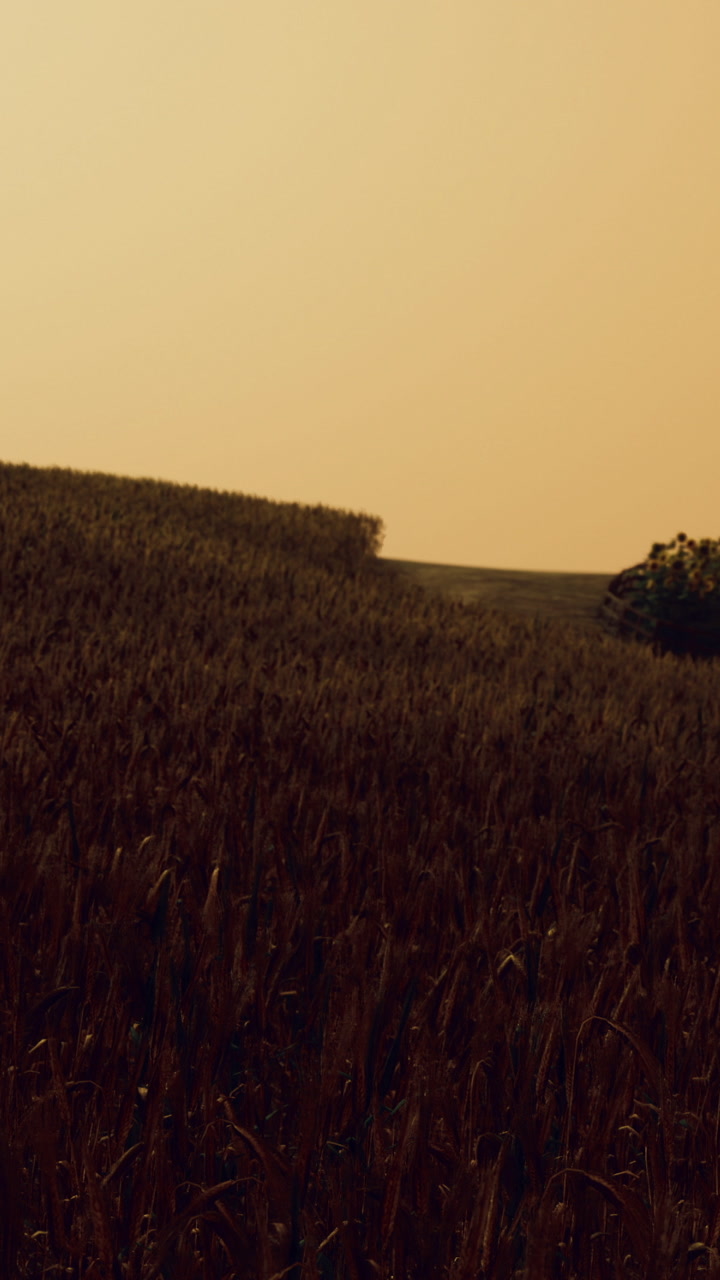 Wheat field stretches under a dusky sky near a distant hill at sunset