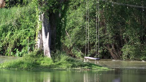 árbol de 4k rodeado de agua de río que fluye y columpio de cuerda con hermosa vegetación exuberante