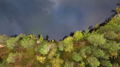 aerial view of a forest and lake