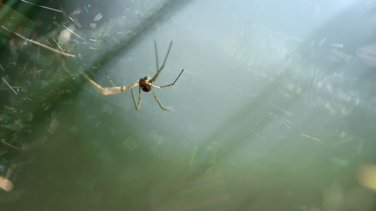 거미줄 에 앉아 있는 동안 바람 에 흔들리는 긴 발 ⁇  을 가진 작은 거미