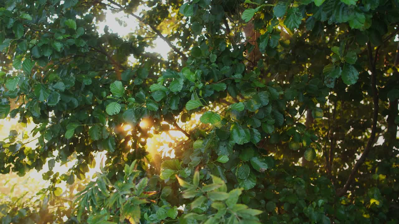 mañana panorámica de paz en la zona rural de verano. oro suave magia amanecer rayos de sol transparentes a través de las ramas de los árboles verdes, espesa niebla blanca lechosa en el fondo. imágenes de video 4k