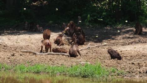 A-troop-digging-for-minerals-to-eat-behind-a-fallen-dead-tree-in-the-middle,-one-on-the-right-head-deep-into-the-mud