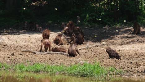 una tropa excavando en busca de minerales para comer detrás de un árbol muerto caído en el medio, uno a la derecha con la cabeza profundamente hundida en el barro