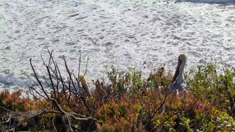 Pismo-beach,-California-viewpoint-on-a-cliff-overlooking-ocean-and-pelicans