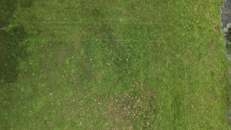 top view of a man with lawn mower mows fresh green grass on the yard