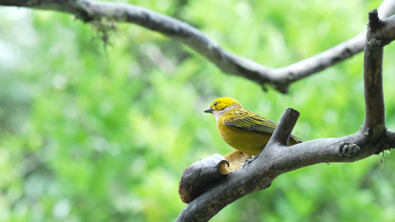 Great Black Wasp Approaches Silver-throated Tanager While it Eats a Banana on Tree Branch