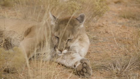 mountain lion cleaning herself on the ground slow motion