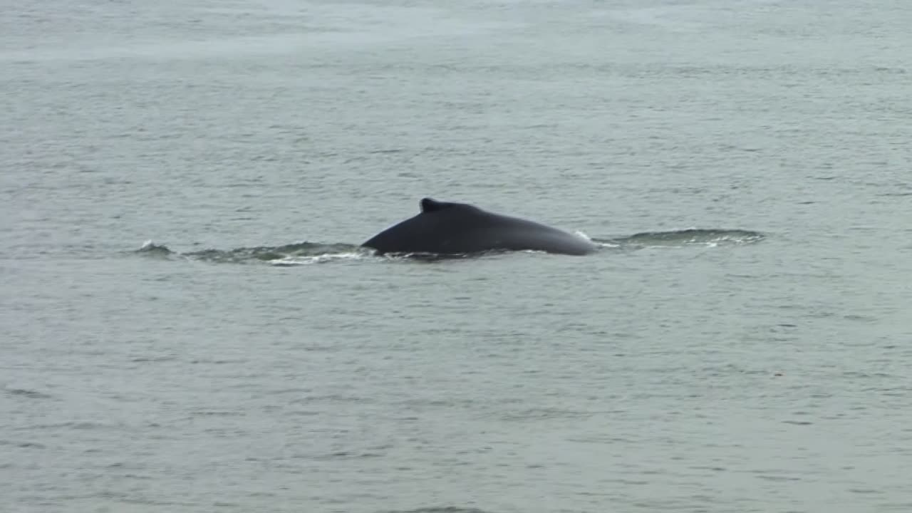 비오는 날 수면에서 헤엄치는 혹등고래의 등지느러미