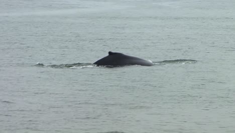 dorsal fin of a humpback whale swimming at the surface on a rainy day