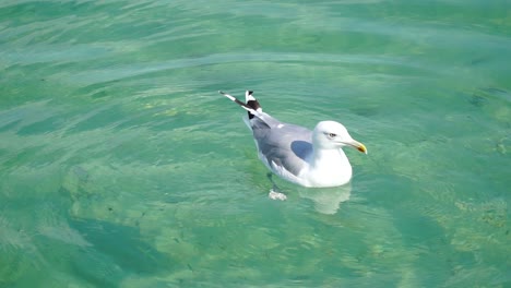 La-Gaviota-En-El-Agua-Clara-Come-Deliciosos,-Cierra