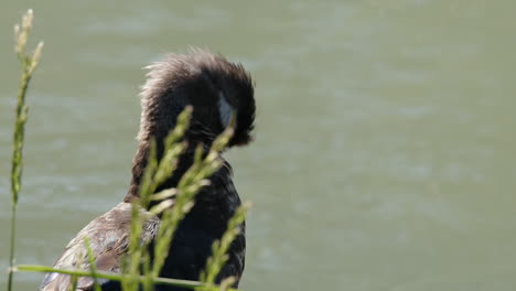 Wood-Duck-hen-with-wet-plumage-grooms-feathers-by-flowing-river