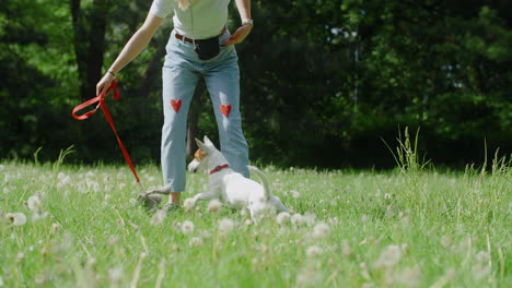 woman playing with dog in a park