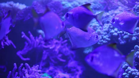 colorful fish in an aquarium