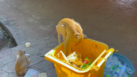 monkeys explore a bin at khao kheow zoo