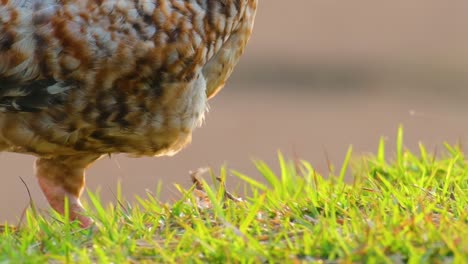 Close-up,-A-chicken-scratches-and-pecks-in-the-grass-searching-for-food