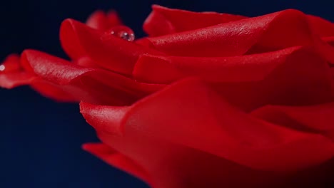 closeup of a red rose with water droplets