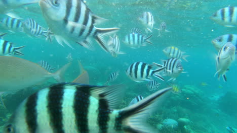 school of striped fish in coral reef