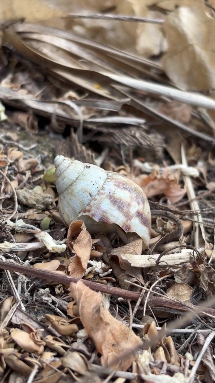 Hermit Crab Hiding Inside a Seashell on the Forest Floor