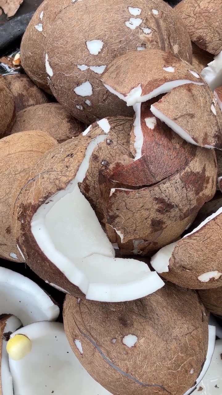 Pile of Freshly Cracked Coconuts Showing White Meat