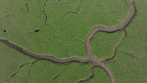 top down aerial shot over green marsh land habitat