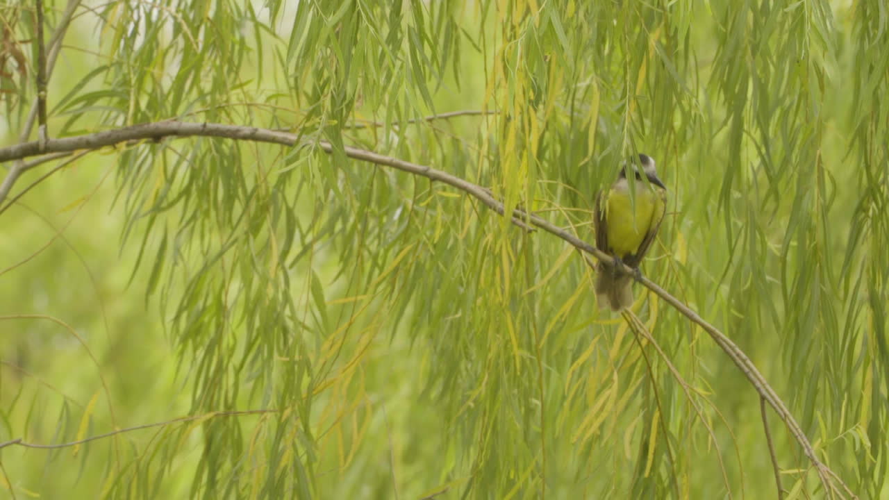 bienteveo 새 pitohué 나무 가지에 쉬고