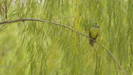 Pájaro-Bienteveo-Pitohué-Descansando-En-La-Rama-De-Un-árbol