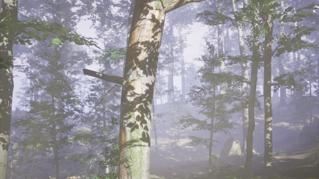 나무 가지 를 통해 빛 이 필터링 되는 안개 가 가득 한 숲 풍경