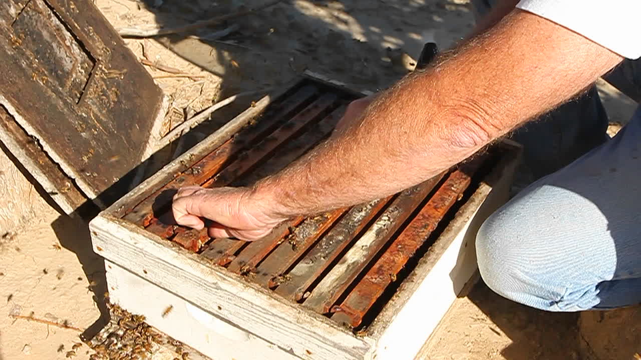 un apicultor saca un marco de panales de miel con abejas en él