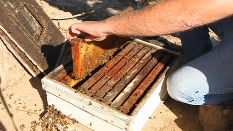 Ein-Imker-Zieht-Einen-Wabenrahmen-Mit-Bienen-Darauf-Heraus