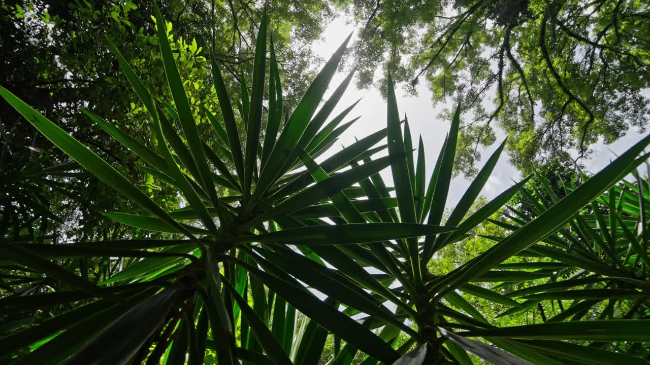 View looking to the sky through green jungle leaves with warm sunshine filtering down