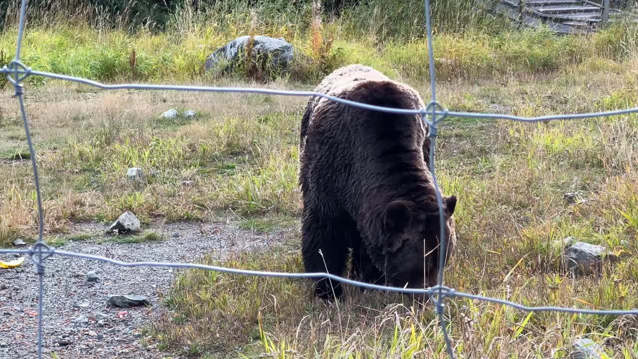 Närbild av en grizzlybjörn som letar efter mat i sin skyddande miljö under hösten vid Grouse Mountain i Vancouver, British Columbia, Kanada. 4K
